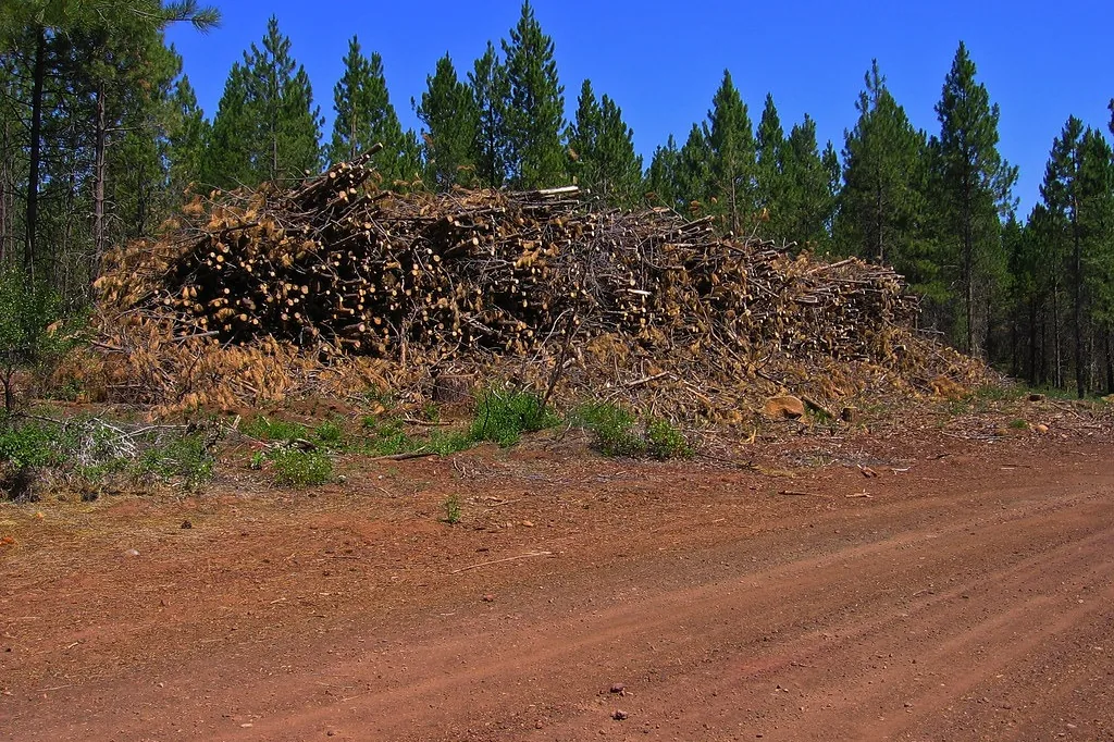 Large pile of cut brush and limbs beside a red dirt road at the edge of pine woods
