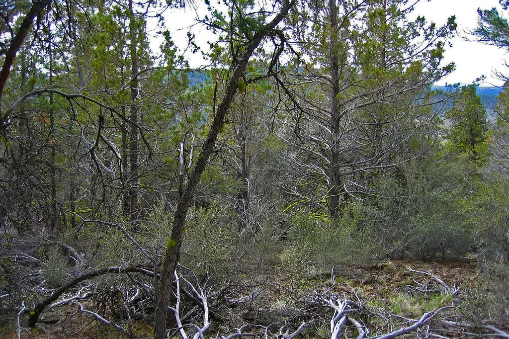 Wooded ground with downed limbs and heavy understory before clearing work