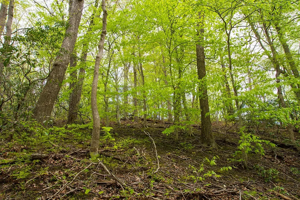 Hardwood timber on a sloping hillside with heavy leaf litter
