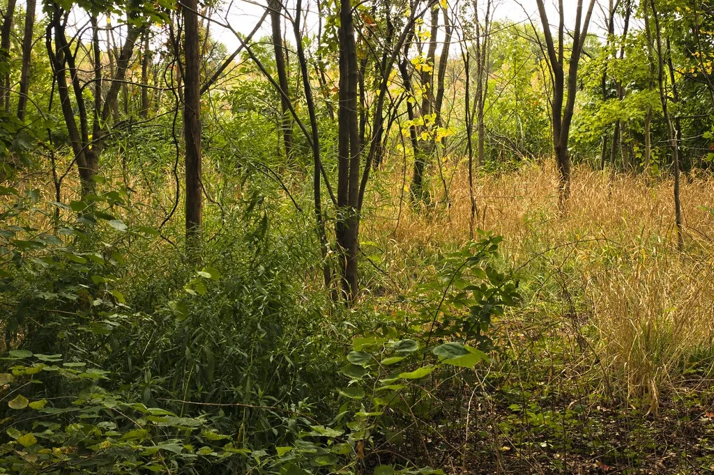 Dense understory and young trees on untouched wooded acreage