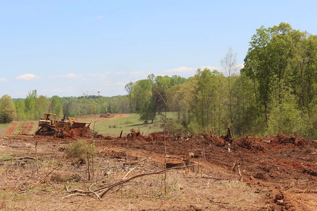 Dozer shaping cleared red dirt ground at the edge of standing timber