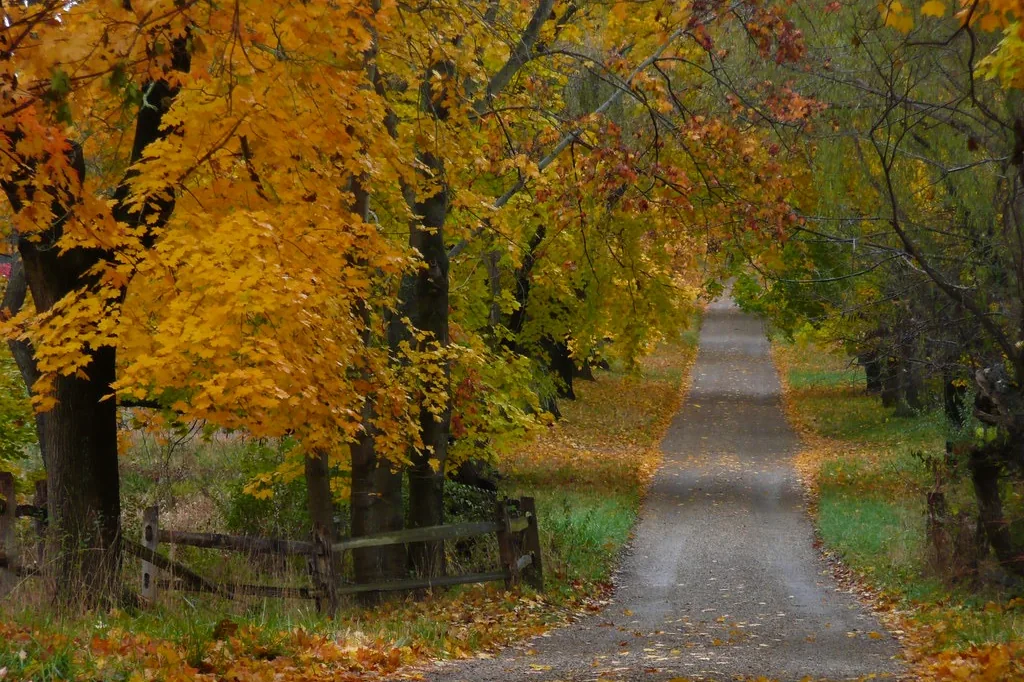 Gravel lane running between mature trees on rural property in autumn
